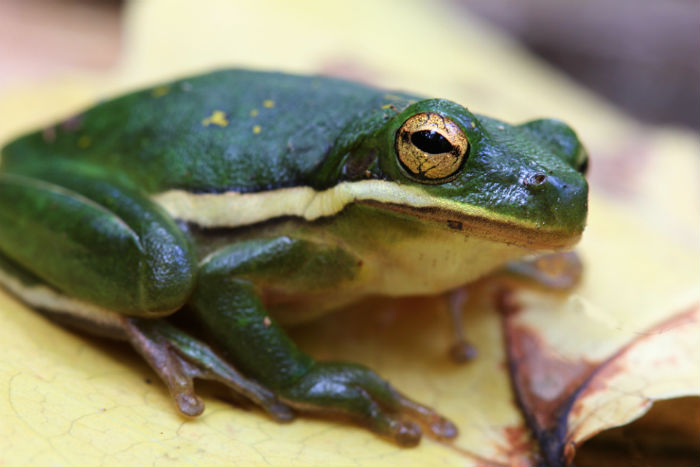 Green Treefrog